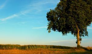 Paysage arbre